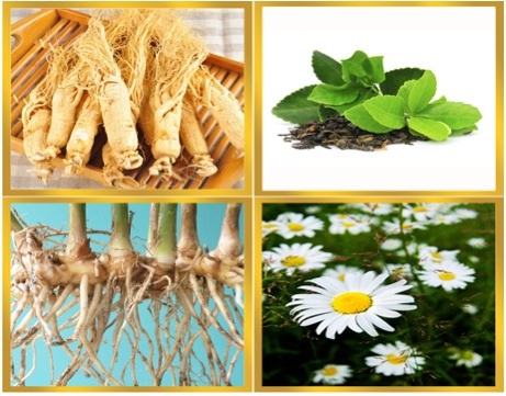 Những thảo mộc giúp ngăn rụng tóc hiệu quả - 1 Những thảo mộc giúp ngăn rụng tóc hiệu quả - 1