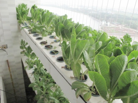 Hiện tại vườn rau của anh Biết có khoảng 160 giỏ rau. Loại rau chủ yếu là các họ rau cải như cải bó xôi, cải cầu vồng, cải nhật hay xà lách mỹ.