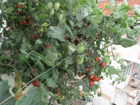 Chuyện dân Hà thành "canh tác" rau sạch trên... ban công, sân thượng - 2