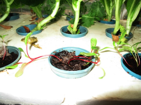 Mỗi giỏ nhựa anh Biết gieo hoặc trồng tối đa 3 hạt giống cây để khi sinh trưởng cây có đủ diện tích và dinh dưỡng phát triển. Mỗi giỏ cây cách nhau một khoảng 3-5 cm.