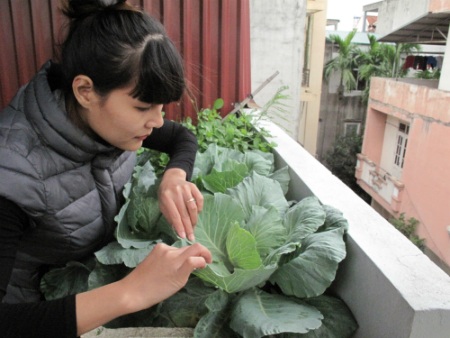 
Chị Huyền với những luống rau sạch canh tác ngoài ban công nhà mình
