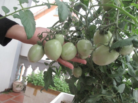
Những hạt cà chua sau khi ăn được chị Huyền gieo nay cũng đã lớn và cho quả.
