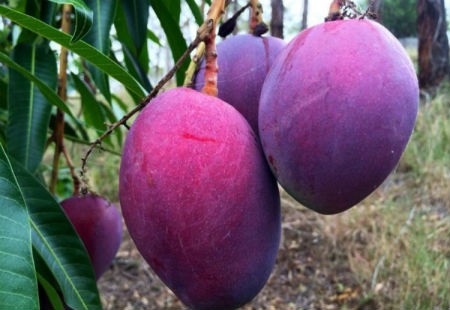 Xoài tím, chuối đỏ, chanh não người...chữa được bệnh: Chỉ là "chém gió"! - 2 Xoài tím, chuối đỏ, chanh não người...chữa được bệnh: Chỉ là "chém gió"! - 2