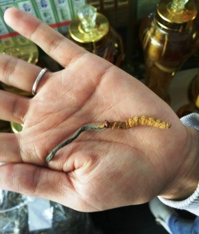 Đông trùng hạ thảo: Biệt dược đắt hơn vàng hay chỉ là “cú lừa thế kỷ”? - 1
Cận cảnh đông trùng hạ thảo được bày bán tại quận 5, TPHCM. Ảnh: K.Q