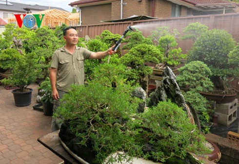 Người gìn giữ “hồn Việt” giữa trời Tây - 3 Sau nhiều năm nghiên cứu, theo đuổi đam mê, anh Linh trở thành một Nghệ nhân cây cảnh ở Australia.