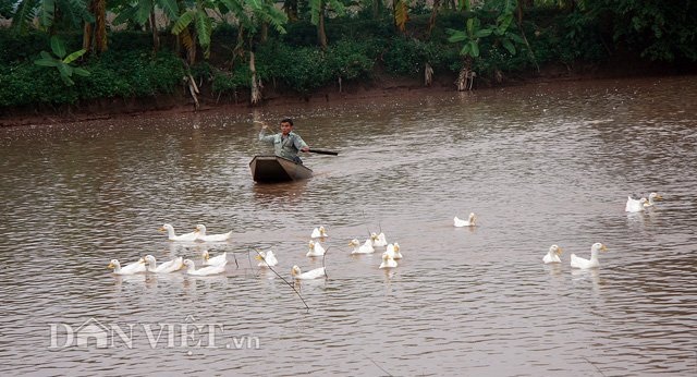 Cứ thức dậy là có nửa triệu đồng bỏ túi nhờ... nuôi vịt - 1
Nuôi vịt đã mang lại lợi nhuận khủng cho ông Toàn