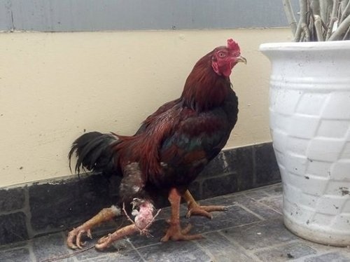 Những chú gà 4 chân kỳ lạ khắp nước Việt Nam - 1 Những chú gà 4 chân kỳ lạ khắp nước Việt Nam - 1