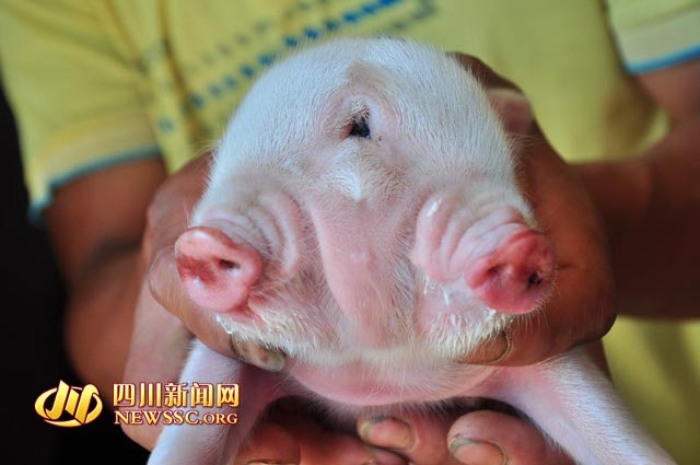 Lợn hai đầu ba mắt chào đời ở Trung Quốc - 1
Chú lợn 2 đầu 3 mắt vừa chào đời tại tỉnh Tứ Xuyên, Trung Quốc.
