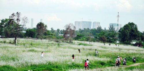 Cánh đồng cỏ lau đẹp như tranh giữa Sài Gòn - 1 Cánh đồng cỏ lau đẹp đến say đắm lòng người ven đại lộ đẹp nội đô đẹp nhất TP.HCM