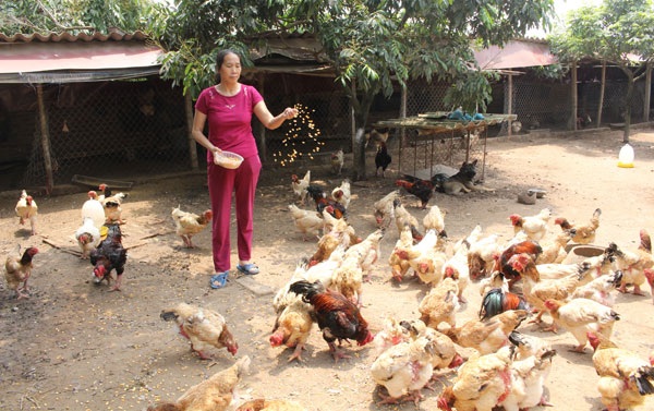 Hiểu gà, gà cho tiền tỉ - 1 Bà Nguyễn Thị Mộc chăm sóc đàn gà Đông Tảo tiền tỷ của gia đình. Ảnh: Đức Thịnh