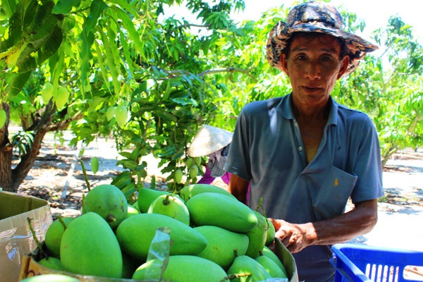 Trồng xoài trên cát, lãi cả... bát vàng - 1 Ông Nguyễn Ngọc (xã Cát Hanh, huyện Phù Cát, Bình Định) đang thu hoạch xoài. Ảnh: D.T