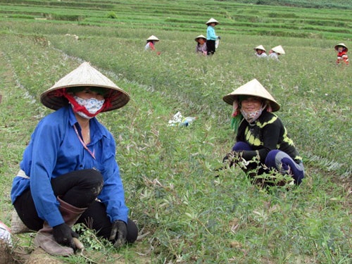 Vào hợp tác xã “bỗng dưng có lương” - 1 Những nông dân đầu tiên ở xã Ngọc Chiến được hưởng lương nhờ tham gia sản xuất nông sản sạch ở HTX Rau - hoa - củ - quả tươi Ngọc Chiến. ảnh: K.T