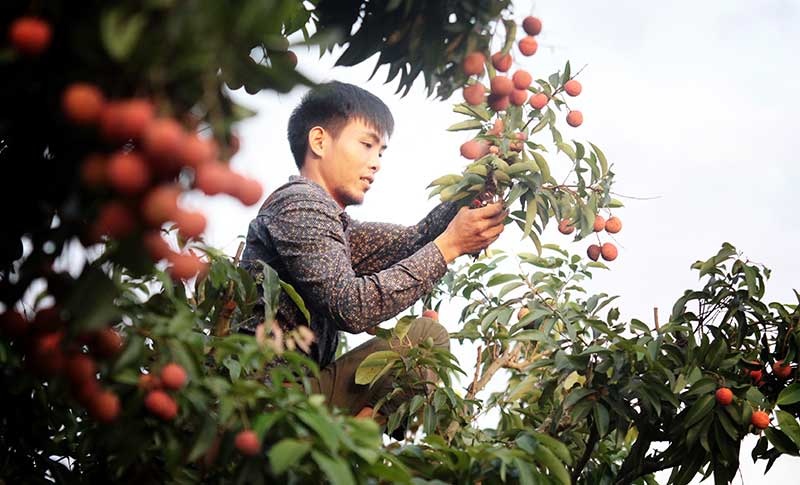 Vải thiều nhuộm đỏ quốc lộ trên xứ vải Lục Ngạn - 1
Cứ vào tháng 6 hằng năm, người dân huyện Lục Ngạn (Bắc Giang) lại tất bật vào mùa thu hoạch vải thiều chín. Năm nay, dù sản lượng vải trên toàn tỉnh chỉ đạt khoảng 70%, thế nhưng người nông dân vẫn hi vọng giá vải sẽ tăng so với năm ngoái.