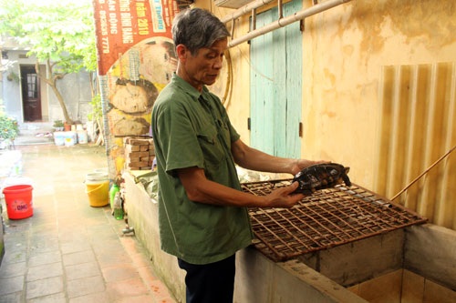 Đàn rùa bạc tỉ của lão nông tuổi thất thập - 1 Với ông Bộ, chăm sóc đàn rùa không chỉ đem lại thu nhập cao mà còn là niềm vui tuổi già. Ảnh: Thu Hà