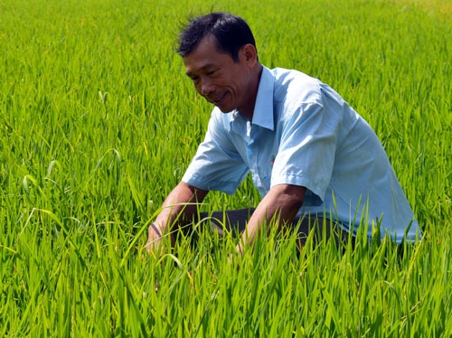 Trồng lúa theo hợp đồng, lão nông thu nửa tỷ mỗi năm - 1 Trồng lúa theo hợp đồng, lão nông thu nửa tỷ mỗi năm - 1