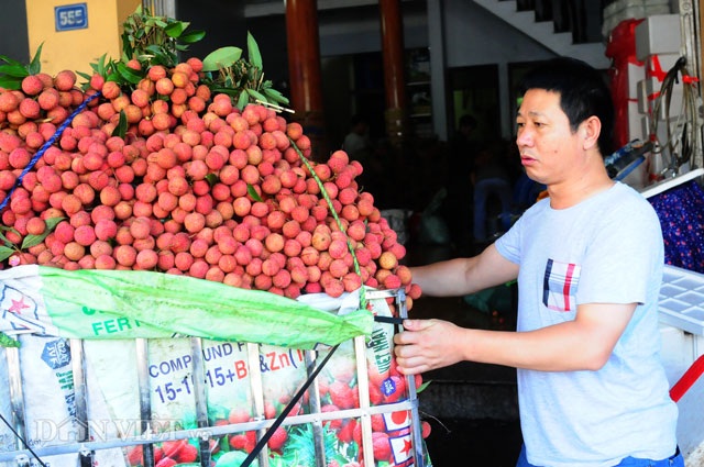 Thương lái Trung Quốc tràn ngập chợ vải thiều, ép giá nông dân - 1
Một thương lái họ Đường (Hồ Nam, Trung Quốc) đang kiểm tra chất lượng vải trước khi mua.