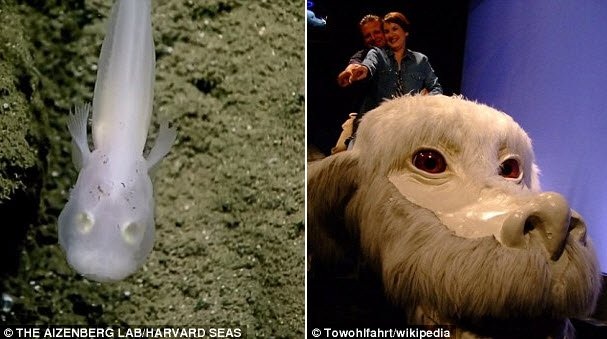 
Cá ma giống nhân vật rồng nhỏ Falkor trong bộ phim Neverending Story.
