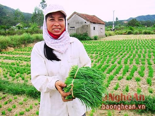 Trồng hẹ cho thu nhập hơn 200 triệu đồng/ha - 1 Gia đình chị Phương ở xã Nam Xuân trồng 2 sào hẹ, cho thu nhập hơn 100 triệu đồng/năm.