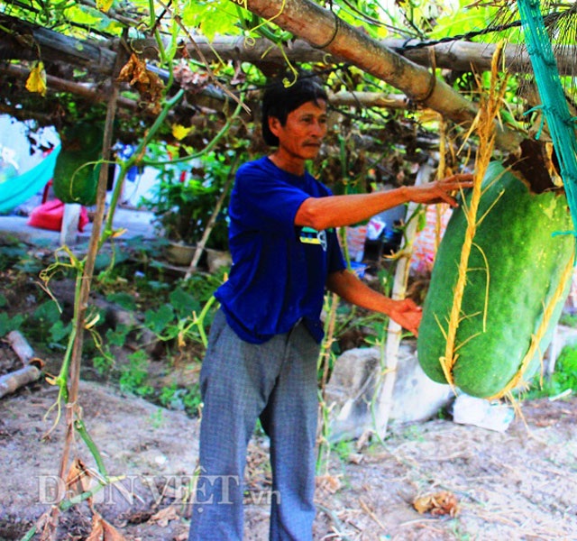 Nông dân làm dây giữ bí đao nặng nửa tạ trên giàn từ chất liệu gì? - 1 Nông dân làm dây giữ bí đao nặng nửa tạ trên giàn từ chất liệu gì? - 1