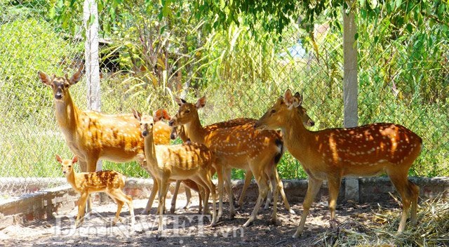 Bỏ nuôi bò sang hươu, nai lấy nhung, thu trăm triệu mỗi năm - 1 Đàn hươu tại gia trại của ông Đào.