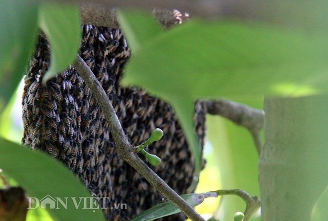 Liệu mật ong dú có thể giúp cải thiện sức đề kháng của cơ thể không?
