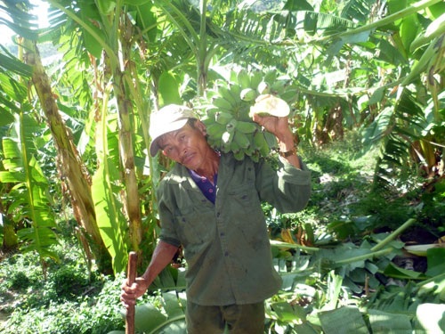 Với mô hình trồng chuối, mỗi năm gia đình anh Bằng lãi ròng hơn 150 triệu đồng. Ảnh: C.T