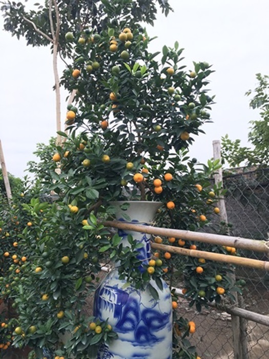 
Hình ảnh cây quất bon sai có giá 30 triệu đồng
