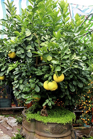 Cây bưởi gần 50 năm tuổi của nghệ nhân Bùi Thế Mạnh