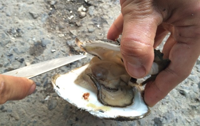 Hàu có sán chỉ là do vụng về khi tách đã làm vi sinh vật dính vào trong.