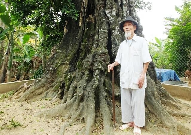 Cây thị di sản và ngôi mộ mối đùn trong thành nhà Hồ - 1 Cây thị di sản và ngôi mộ mối đùn trong thành nhà Hồ - 1