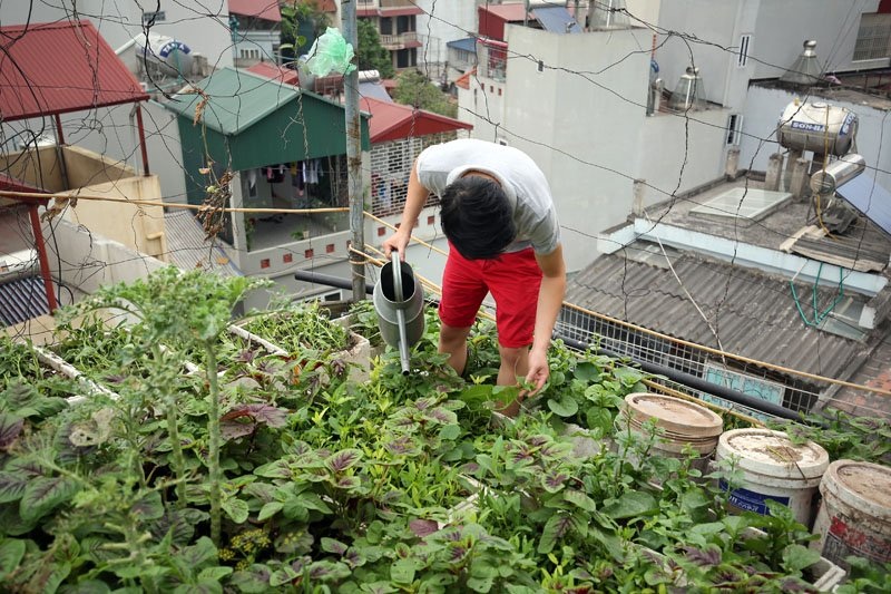 Tưới rau giữa trưa nắng: "Ông có bị làm sao không?" - 1
Với 7 năm kinh nghiệm trồng rau trên mái nhà, gia đình anh Tùng vẫn áp dụng cách tưới rau vào buổi trưa để bổ sung nước cho rau, tránh rau bị héo vì nắng