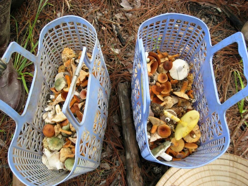 Thần dược giải nhiệt: 800 ngàn đồng/kg, Hà Thành tranh nhau ăn - 1
Vào mùa mưa, người dân Đà Lạt vào rừng thông hái nấm đem về ăn hoặc bán