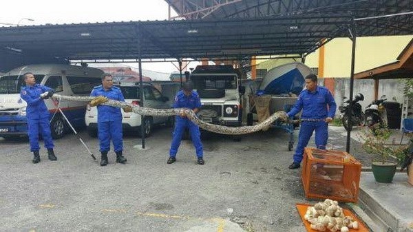 Phát hoảng với con trăn khổng lồ nặng hơn 100kg và 90 quả trứng - 1
Con trăn khổng lồ bị bắt ở làng Sungai Kerang gần thị trấn Teluk Intan, bang Perak, Malaysia ngày 4/5. (Ảnh: Mohd Hafizee Mohd Arop/NTS)