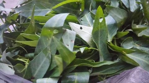 Ngộ nhận rau sâu là rau sạch: Người quê bóc mẽ - 1
Nhiều người đang ngộ nhận, rau có sâu là rau sạch. Ảnh: Hải Đăng