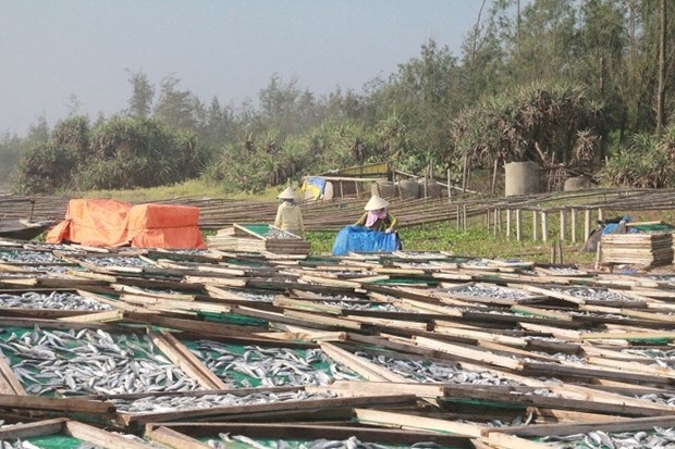 Cả ngày chang nắng lật cá, mưa xuống lại oằn lưng vác cá chạy mưa.