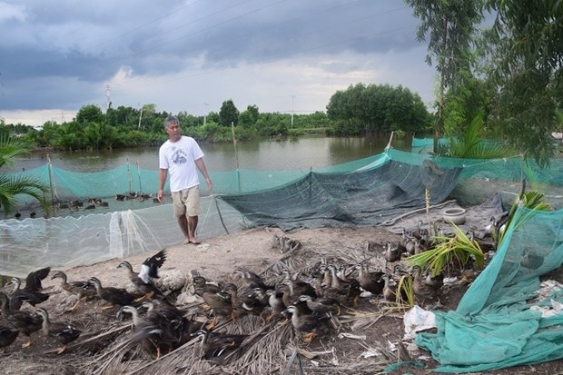 “Canh bạc” táo bạo của người bắt vịt trời về nhân giống - 2 Trang trại vịt trời độc nhất ở Cần Giờ của anh Linh.