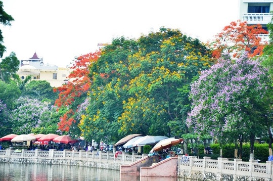 Hà Nội rực rỡ, quyến rũ những sắc hoa tháng Năm vào hạ - 1