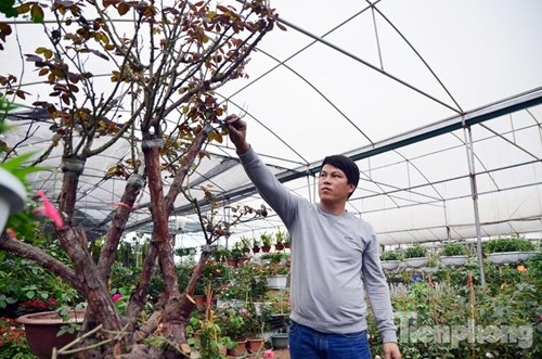 Ngắm hồng cổ Sapa cực quý, giá 50 triệu chơi Tết - 3
Anh Nguyễn Văn Tuyên (SN 1982, Xuân Quan, Văn Giang, Hưng Yên) – chủ một nhà vườn sở hữu nhiều gốc hồng cổ Sapa “khủng” cho biết: cây hoa hồng cổ Sapa (hay còn gọi là cây hoa hồng Pháp), là loại cây bụi, có gai, lá cây màu xanh tươi, hoa có nhiều màu nhưng chủ yếu là màu hồng và màu tím.