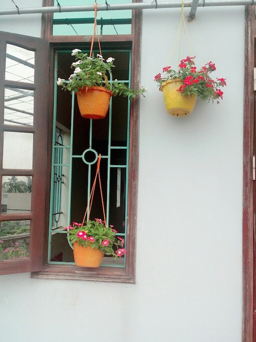 Ảnh dự thi số 5: Vườn treo rợp bóng mát, muôn sắc hoa - 1
Những chậu hoa rủ bên khung cửa sổ.
