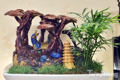 Cận cảnh nấm linh chi bonsai tiền triệu chơi Tết - 1
Những cây nấm linh chi bonsai này có xuất xứ từ Hàn Quốc và tương đối khó trồng trong điều kiện thời tiết Việt Nam. Vì thế, giá của mỗi cây nấm linh chi bonsai dao động từ vài trăm nghìn đến vài triệu đồng tùy theo kích thước.