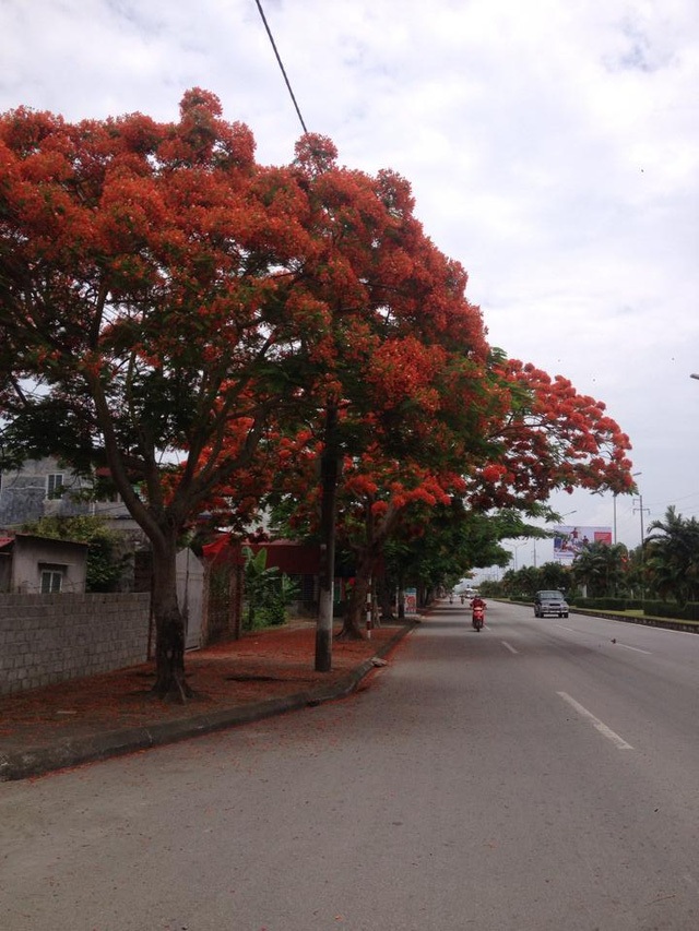 Ngắm vẻ đẹp nao lòng của đường hoa phượng dài nhất Việt Nam - 1 Ngắm vẻ đẹp nao lòng của đường hoa phượng dài nhất Việt Nam - 1