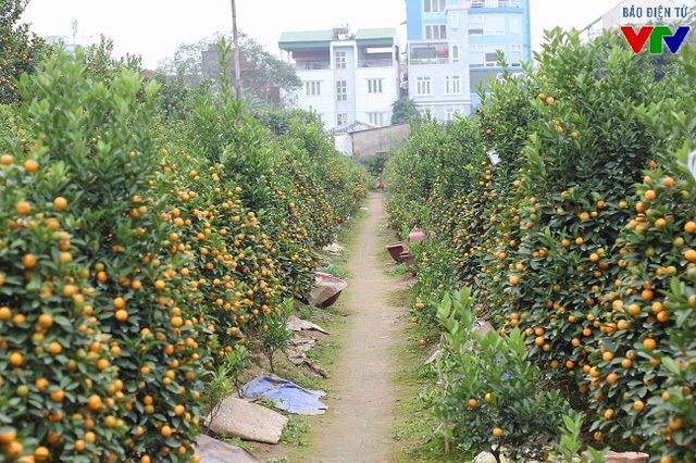 Người trồng khấp khởi vì quất cảnh rộ trúng vụ Tết - 1