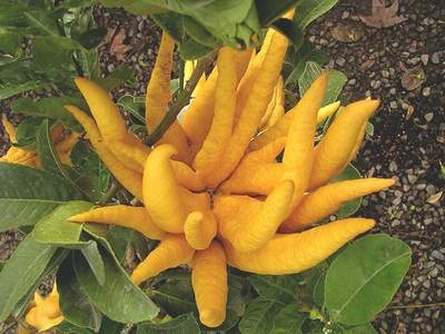 Phật thủ - Thuốc tốt chữa bệnh tiêu hóa - 1 Phật thủ còn gọi là “quả tay Phật”.