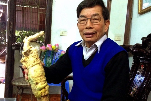 
Lương y Bùi Hữu Lộc (79 tuổi) bên gốc cây đinh lăng có tuổi thọ 15 năm.
