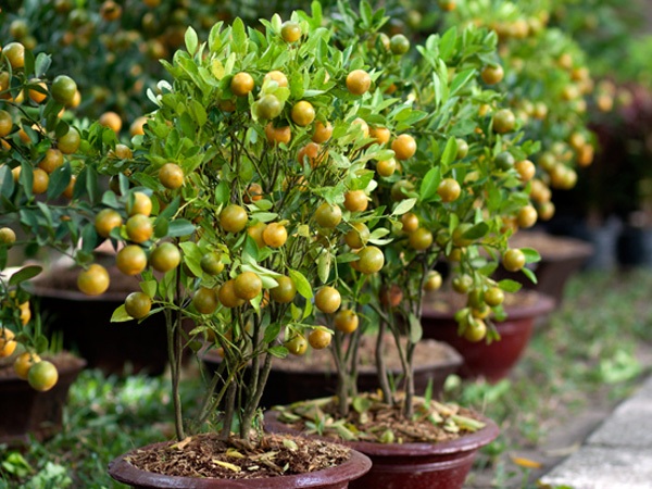 Sai lầm khi xử lý quả phật thủ, quất cảnh sau Tết - 1 Sai lầm khi xử lý quả phật thủ, quất cảnh sau Tết - 1