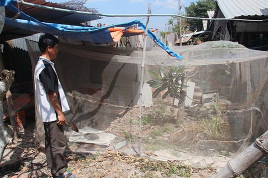 Thầy giáo... nuôi ruồi - 1 Anh Phan Văn Bé và chiếc mùng nuôi ruồi lính đen