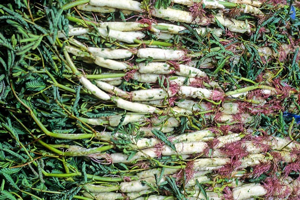 Thực hư chuyện ăn rau rút khiến nhức mỏi xương khớp - 1 Theo các chuyên gia, chưa có cơ sở để khẳng định rau rút làm nhức mỏi xương khớp. Ảnh minh họa