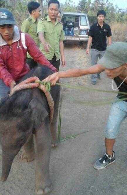 Chú voi rừng được giải cứu khi rơi xuống giếng nước