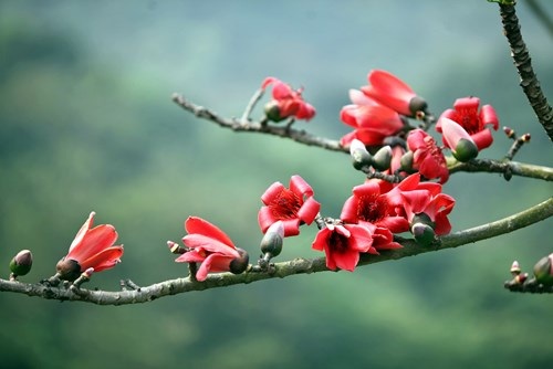 Trẩy hội chùa Hương mùa hoa gạo - 10 Trẩy hội chùa Hương mùa hoa gạo - 10