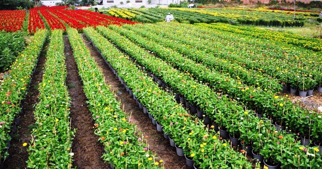 Ảnh: Cánh đồng hoa đẹp như tranh vẽ giữa Sài Gòn - 10 Ảnh: Cánh đồng hoa đẹp như tranh vẽ giữa Sài Gòn - 10